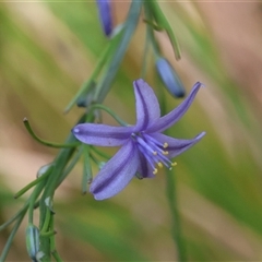 Caesia calliantha (Blue Grass-lily) at Mongarlowe, NSW - 6 Feb 2025 by LisaH