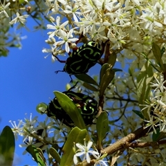 Eupoecila australasiae (Fiddler Beetle) at Mongarlowe, NSW - 6 Feb 2025 by LisaH