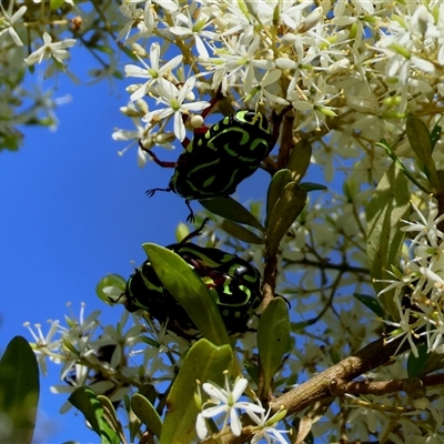 Eupoecila australasiae (Fiddler Beetle) at Mongarlowe, NSW - 6 Feb 2025 by LisaH