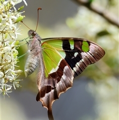 Graphium macleayanum (Macleay's Swallowtail) by LisaH