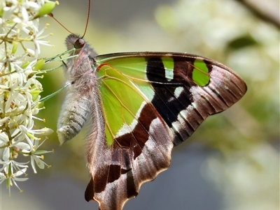 Graphium macleayanum (Macleay's Swallowtail) at Mongarlowe, NSW - 6 Feb 2025 by LisaH