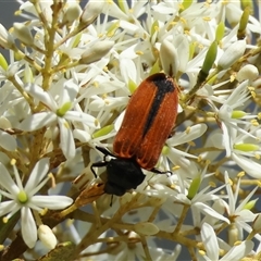 Castiarina erythroptera (Lycid Mimic Jewel Beetle) at Mongarlowe, NSW by LisaH