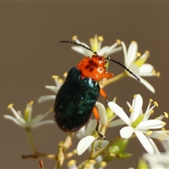 Lamprolina (genus) (Pittosporum leaf beetle) at Mongarlowe, NSW - 6 Feb 2025 by LisaH