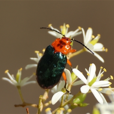 Lamprolina (genus) (Pittosporum leaf beetle) at Mongarlowe, NSW - 6 Feb 2025 by LisaH