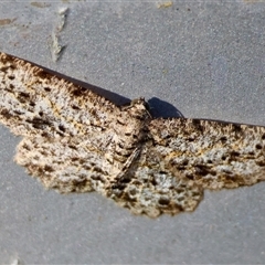 Thallogama pansticta (Flecked Bark Moth) at Mongarlowe, NSW by LisaH