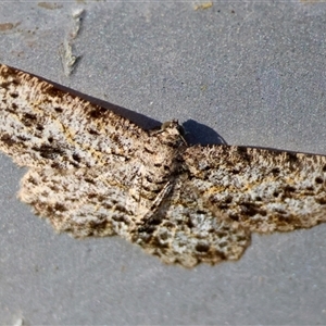 Thallogama pansticta (Flecked Bark Moth) by LisaH