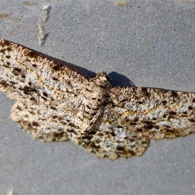 Thallogama pansticta (Flecked Bark Moth) at Mongarlowe, NSW by LisaH