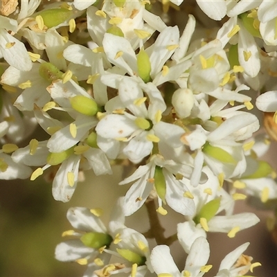 Bursaria spinosa at Wodonga, VIC - 7 Feb 2025 by KylieWaldon