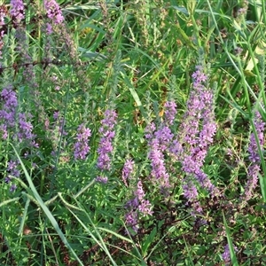 Lythrum salicaria (Purple Loosestrife) at Wodonga, VIC - 7 Feb 2025 by KylieWaldon