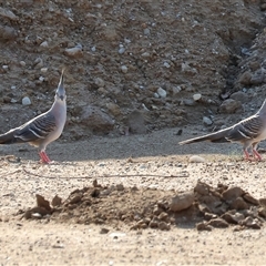 Ocyphaps lophotes (Crested Pigeon) at Wodonga, VIC - 7 Feb 2025 by KylieWaldon