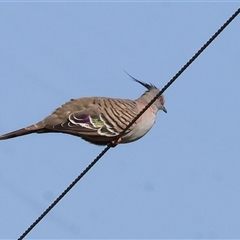 Ocyphaps lophotes at Wodonga, VIC - 7 Feb 2025 07:21 AM