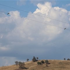 Ocyphaps lophotes at Wodonga, VIC - 7 Feb 2025 07:21 AM