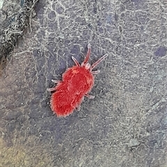 Trombidiidae (family) (Red velvet mite) at Pappinbarra, NSW - 7 Feb 2025 by jonvanbeest