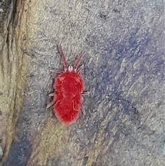 Trombidiidae (family) at Pappinbarra, NSW - 7 Feb 2025 12:35 PM