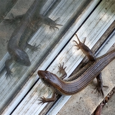 Bellatorias frerei (Major Skink) by MazzV