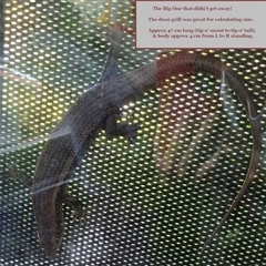 Bellatorias frerei at suppressed - suppressed