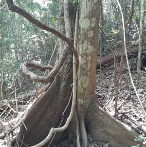 Unidentified Other Tree at Pappinbarra, NSW - Yesterday by jonvanbeest