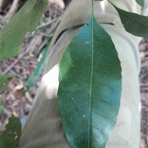 Schizomeria ovata at Pappinbarra, NSW - Yesterday by jonvanbeest