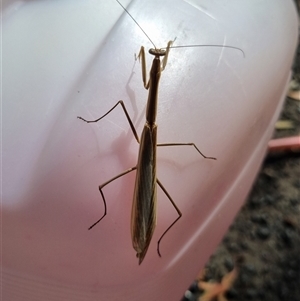 Tenodera australasiae at Yarralumla, ACT - Today by jpittock