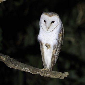 Tyto alba (Barn Owl) by Liam.m