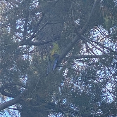 Platycercus elegans (Crimson Rosella) at Rivett, ACT - 8 Feb 2025 by Butterfly68