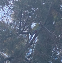 Platycercus elegans at Rivett, ACT - 8 Feb 2025 10:53 AM