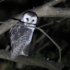 Tyto novaehollandiae (Masked Owl) at Monga, NSW - 6 Feb 2025 by Liam.m