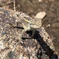 Amphibolurus muricatus at Tharwa, ACT - 6 Feb 2025 by AdamHenderson