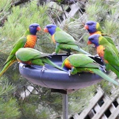 Trichoglossus moluccanus (Rainbow Lorikeet) at Aranda, ACT - 7 Feb 2025 by KMcCue