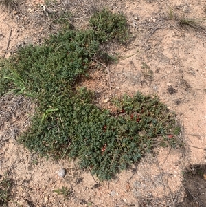 Styphelia humifusum (Cranberry Heath) at Corrowong, NSW - 8 Feb 2025 by BlackFlat