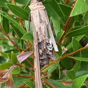 Metura (genus) at Bonny Hills, NSW - suppressed
