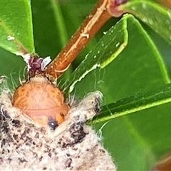 Metura (genus) at Bonny Hills, NSW - suppressed