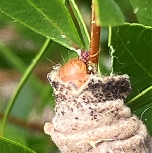 Metura (genus) at Bonny Hills, NSW - suppressed