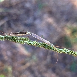 Unidentified Grasshopper, Cricket or Katydid (Orthoptera) at Flynn, ACT - Today by Rosie