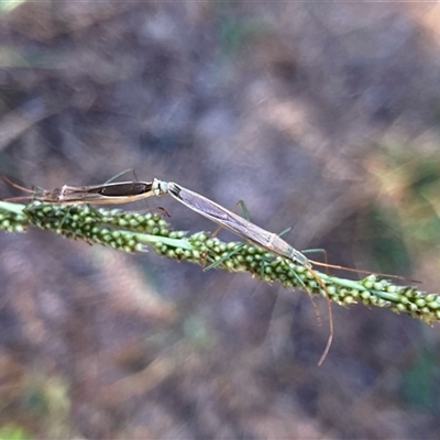 Mutusca brevicornis at Flynn, ACT - 8 Feb 2025 by Rosie