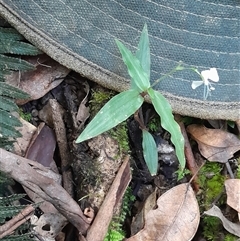 Aneilema acuminatum at Pappinbarra, NSW - 7 Feb 2025 by jonvanbeest