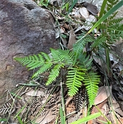 Pteridium esculentum (Bracken) at Pebbly Beach, NSW - 7 Feb 2025 by Jubeyjubes