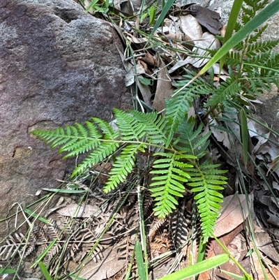 Pteridium esculentum (Bracken) at Pebbly Beach, NSW - 7 Feb 2025 by Jubeyjubes