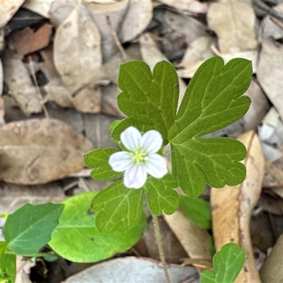 Geranium sp. (Geranium) at Pebbly Beach, NSW - 7 Feb 2025 by Jubeyjubes