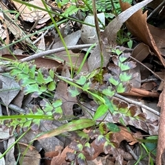 Adiantum formosum (Black Stem, Black-stem Maidenhair) at Pebbly Beach, NSW - 7 Feb 2025 by Jubeyjubes