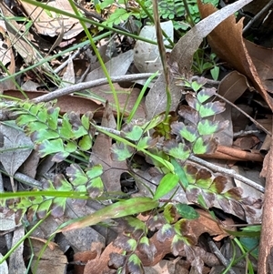 Adiantum formosum (Black Stem, Black-stem Maidenhair) at Pebbly Beach, NSW - 7 Feb 2025 by Jubeyjubes