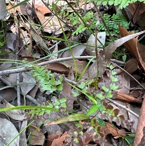 Adiantum formosum at Pebbly Beach, NSW - 7 Feb 2025 12:17 PM