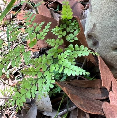 Adiantum formosum (Black Stem, Black-stem Maidenhair) at Pebbly Beach, NSW - 7 Feb 2025 by Jubeyjubes