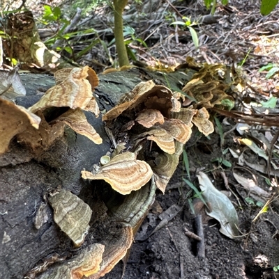 Unidentified Fungus at Pebbly Beach, NSW - 7 Feb 2025 by Jubeyjubes