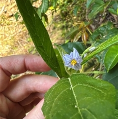 Solanum stelligerum (Devil's Needles) at Pebbly Beach, NSW - 7 Feb 2025 by Jubeyjubes