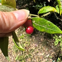 Solanum stelligerum at Pebbly Beach, NSW - 7 Feb 2025 12:15 PM