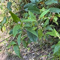 Solanum stelligerum at Pebbly Beach, NSW - 7 Feb 2025 12:15 PM