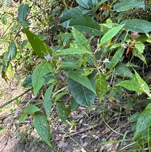 Solanum stelligerum at Pebbly Beach, NSW - 7 Feb 2025 12:15 PM