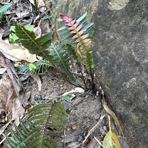 Blechnum neohollandicum (Prickly Rasp Fern) at Pebbly Beach, NSW - 7 Feb 2025 by Jubeyjubes