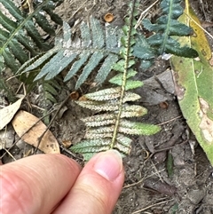 Blechnum neohollandicum at Pebbly Beach, NSW - 7 Feb 2025 12:14 PM
